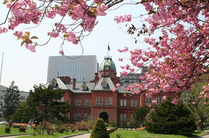 北海道庁の桜